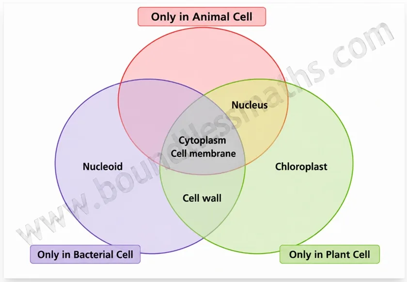 Three-circle Venn diagram classifying cell membrane, cytoplasm, nucleus, cell wall, chloroplast and nucleoid across animal, bacterial and plant cells