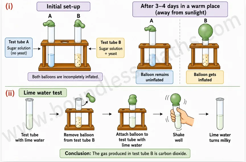 Test tube A without yeast stays uninflated while test tube B with yeast and sugar solution inflates its balloon after 3 to 4 days, then the collected gas turns lime water milky