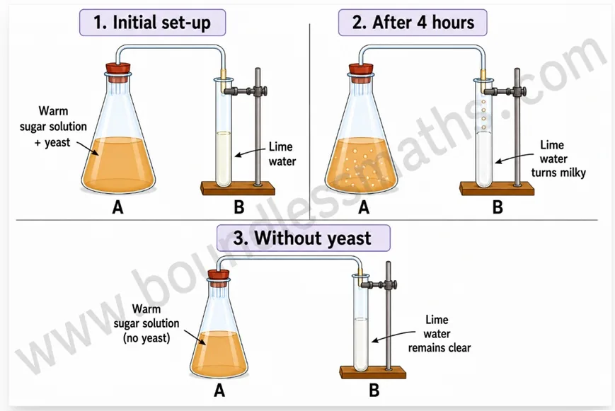 Flask A with warm sugar solution and yeast connected by a delivery tube to Test tube B of lime water, which turns milky after 4 hours; a third set-up without yeast leaves the lime water clear