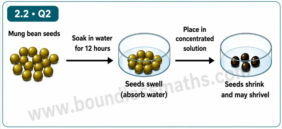 Mung bean seeds soaked in water swell, then shrink and shrivel when placed in a concentrated solution | Class 9 Science Chapter 2 osmosis