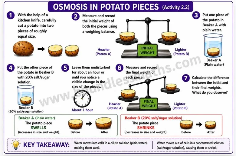 Activity 2.2: osmosis in potato pieces — potato swells in plain water (Beaker A) and shrinks in 20% salt/sugar solution (Beaker B) | Class 9 Science Chapter 2