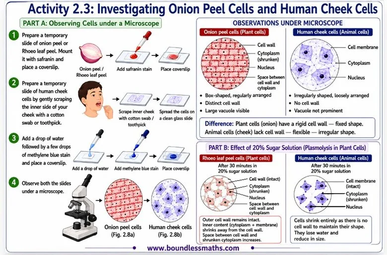 Activity 2.3: onion peel cells vs human cheek cells under the microscope, and plasmolysis in 20% sugar solution | Class 9 Science Chapter 2