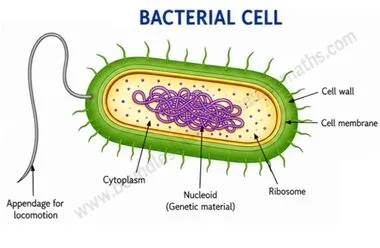 Labelled diagram of a bacterial cell showing cell wall, cell membrane, cytoplasm, ribosome, and nucleoid | Class 9 Science Chapter 2