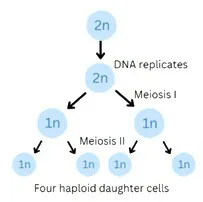 Meiosis diagram: a 2n parent cell replicates its DNA, then divides twice (Meiosis I and Meiosis II) to form four haploid 1n daughter cells | Class 9 Science Chapter 2