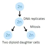 Mitosis diagram: a 2n parent cell replicates its DNA and divides to form two genetically identical 2n diploid daughter cells | Class 9 Science Chapter 2
