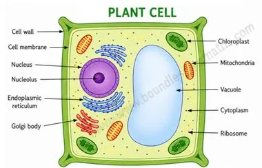 Labelled diagram of a plant cell showing cell wall, cell membrane, nucleus, nucleolus, ER, mitochondria, vacuole, Golgi body, ribosome, and chloroplast | Class 9 Science Chapter 2