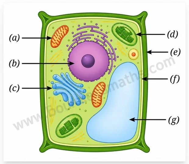 Plant cell diagram labelled (a) to (g) — mitochondria, nucleus, Golgi apparatus, chloroplast, cell wall, cell membrane, and vacuole | Class 9 Science Chapter 2