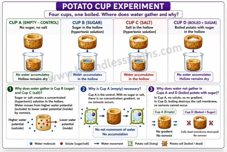 Potato cup experiment with four cups — empty control, sugar, salt, and boiled potato with sugar — showing where water accumulates and why | Class 9 Science Chapter 2