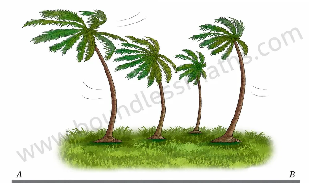 Coconut trees along a sea coast bending towards side B, with side A on the left and side B on the right