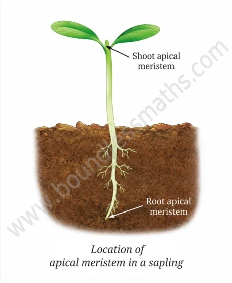 Diagram showing the location of apical meristem at the shoot tip and root tip of a young sapling