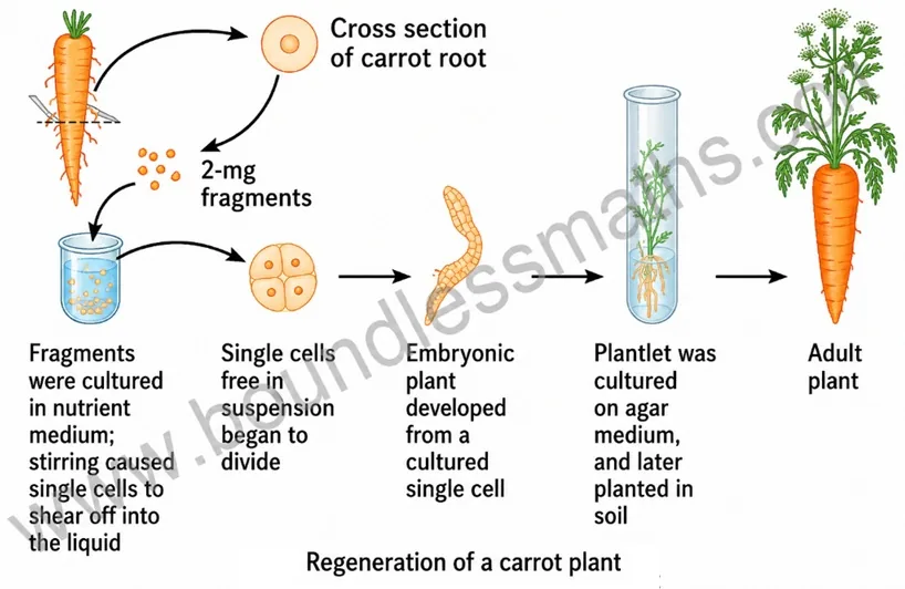 Regeneration of a carrot plant from single phloem cells — fragments, single cells, embryonic plant, plantlet, and adult plant