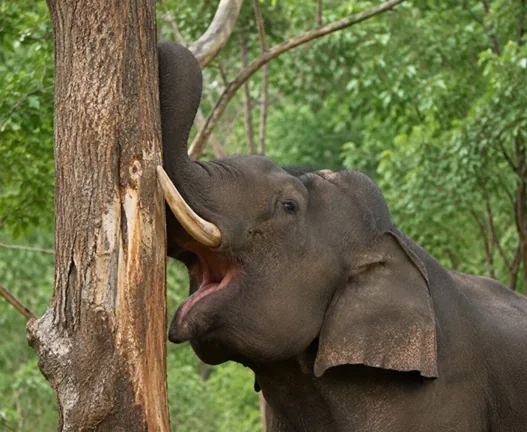 An elephant debarking a tree trunk with its trunk and tusks