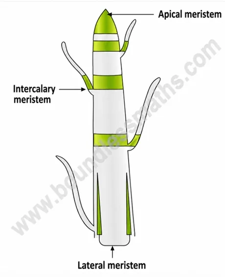 Diagram of apical meristem, intercalary meristem and lateral meristem locations on a plant shoot