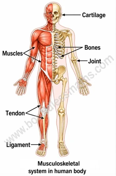 Musculoskeletal system in the human body showing muscles, bones, joint, cartilage, tendon and ligament