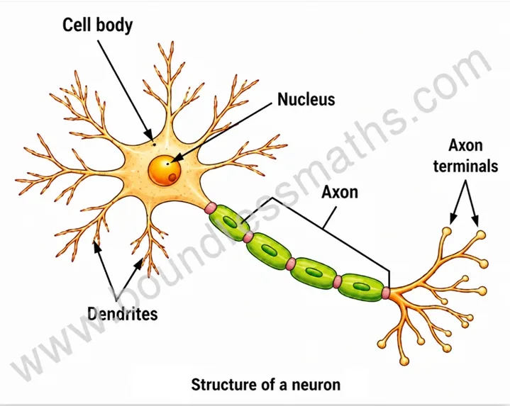 Structure of a neuron showing cell body, nucleus, dendrites, axon and axon terminals