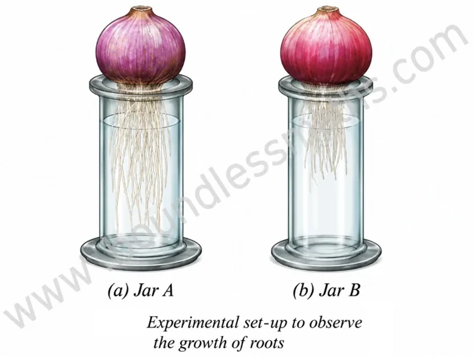 Experimental set-up with two onion bulbs in glass jars, Jar A and Jar B, to observe root growth