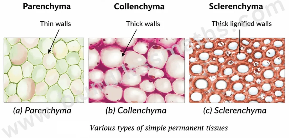 Microscope views of parenchyma with thin walls, collenchyma with thick walls, and sclerenchyma with thick lignified walls