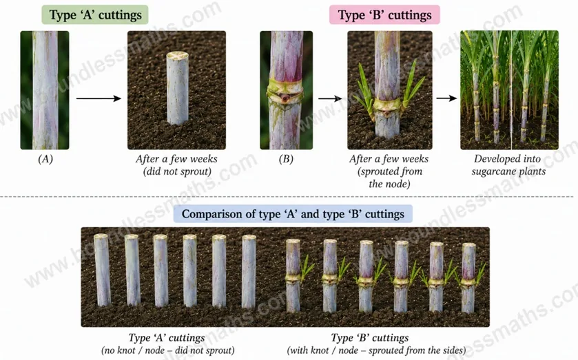 Sugarcane cuttings Type A without a node that did not sprout, and Type B with a node that sprouted into sugarcane plants