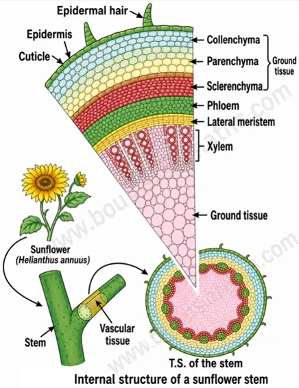 Transverse section of a sunflower stem showing epidermis, collenchyma, parenchyma, sclerenchyma, phloem, lateral meristem and xylem