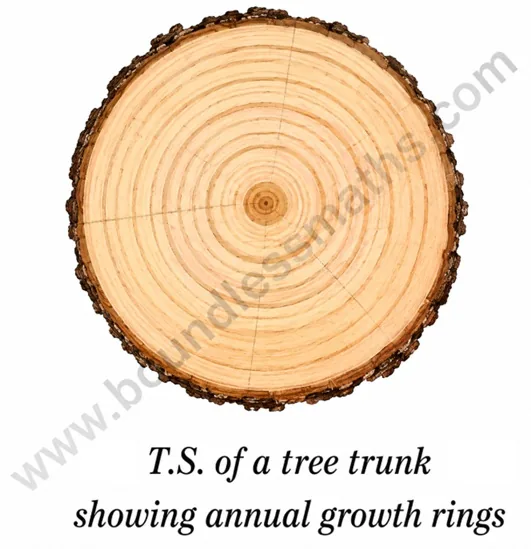 Transverse section of a tree trunk showing concentric annual growth rings