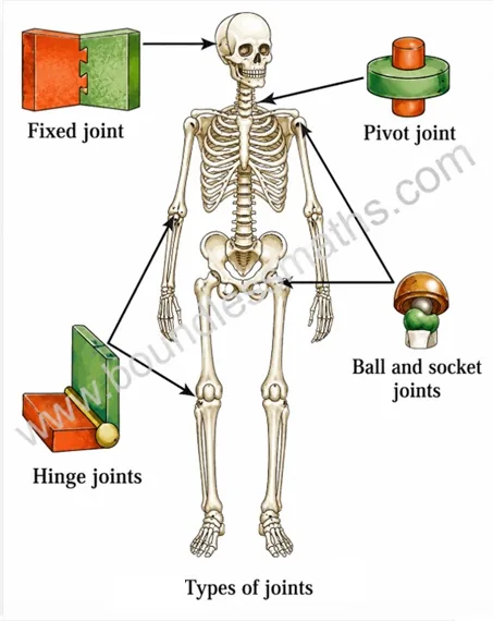Human skeleton showing fixed joint, pivot joint, ball and socket joint and hinge joints