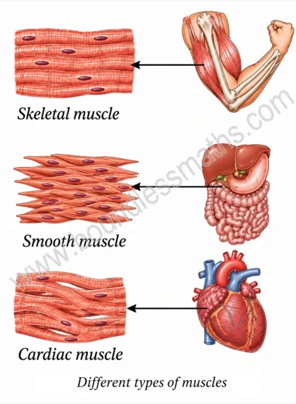Skeletal, smooth and cardiac muscle tissue compared with the body parts where each is found